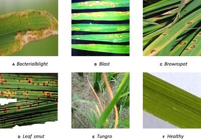 TRiP: a transfer learning based rice disease phenotype recognition platform using SENet and microservices